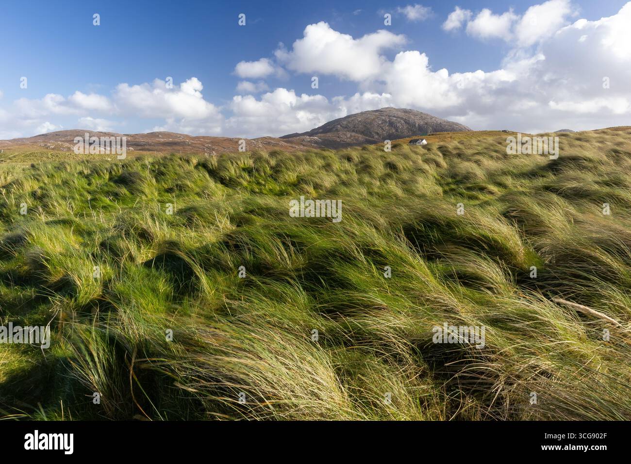 Erbe costiere soffiate dal vento con colline e un cottage sullo sfondo Foto Stock