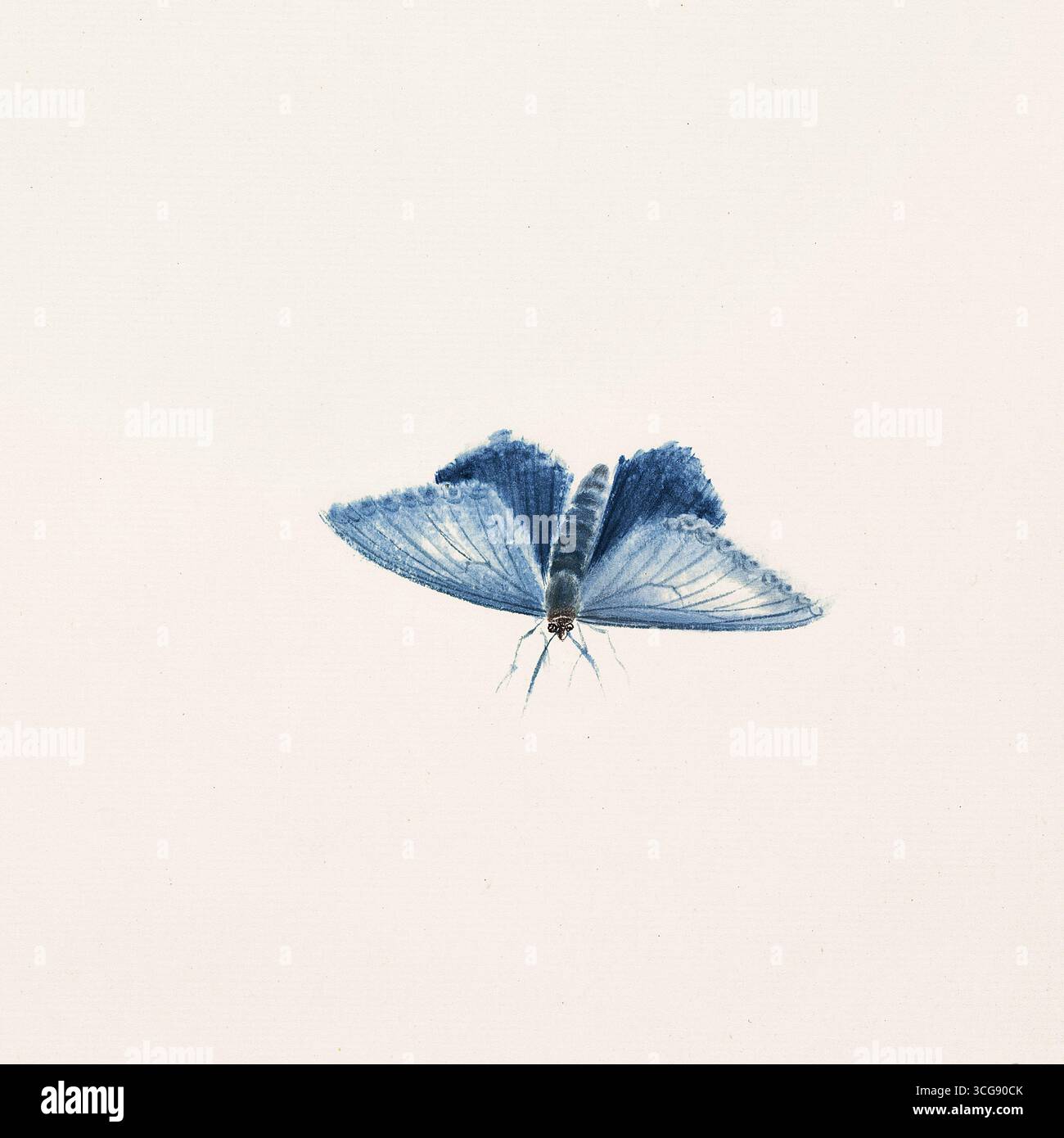 Blue Moth in Flight - inchiostro cinese e colore minimalista Sumi-e su bianco Foto Stock