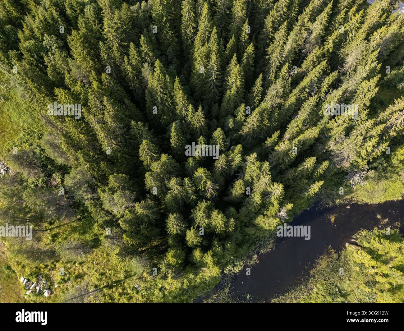Vista aerea di una fitta foresta di alberi sempreverdi che incontrano un fiume sereno e scuro che si snoda attraverso il paesaggio, Morgedal, Telemark, Norvegia. Foto Stock