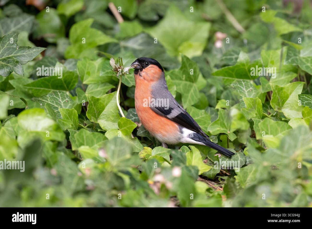 Bullfinch, maschio arroccato su una pianta di edera, regno unito Foto Stock
