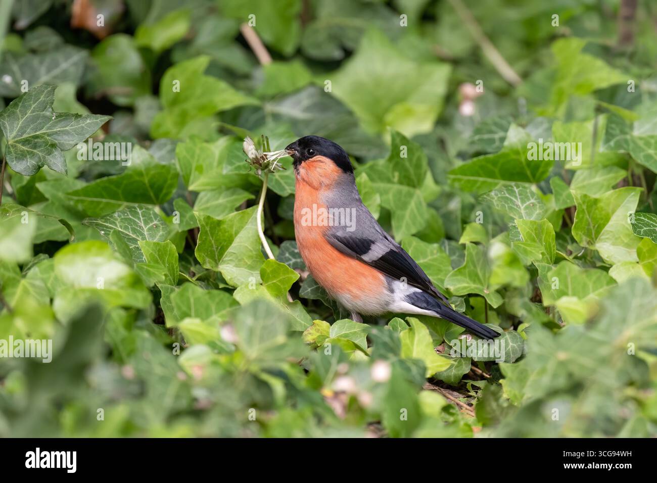 Bullfinch, maschio arroccato su una pianta di edera, regno unito Foto Stock