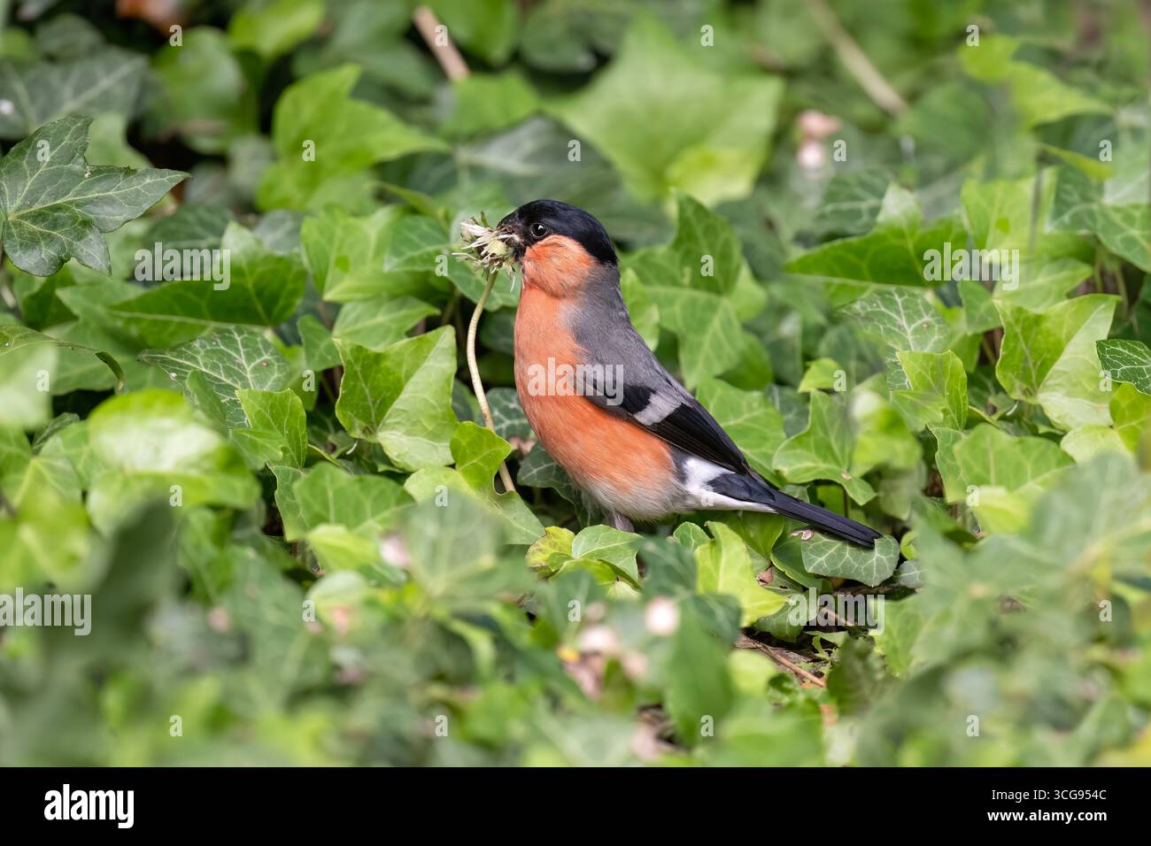 Bullfinch, maschio arroccato su una pianta di edera, regno unito Foto Stock