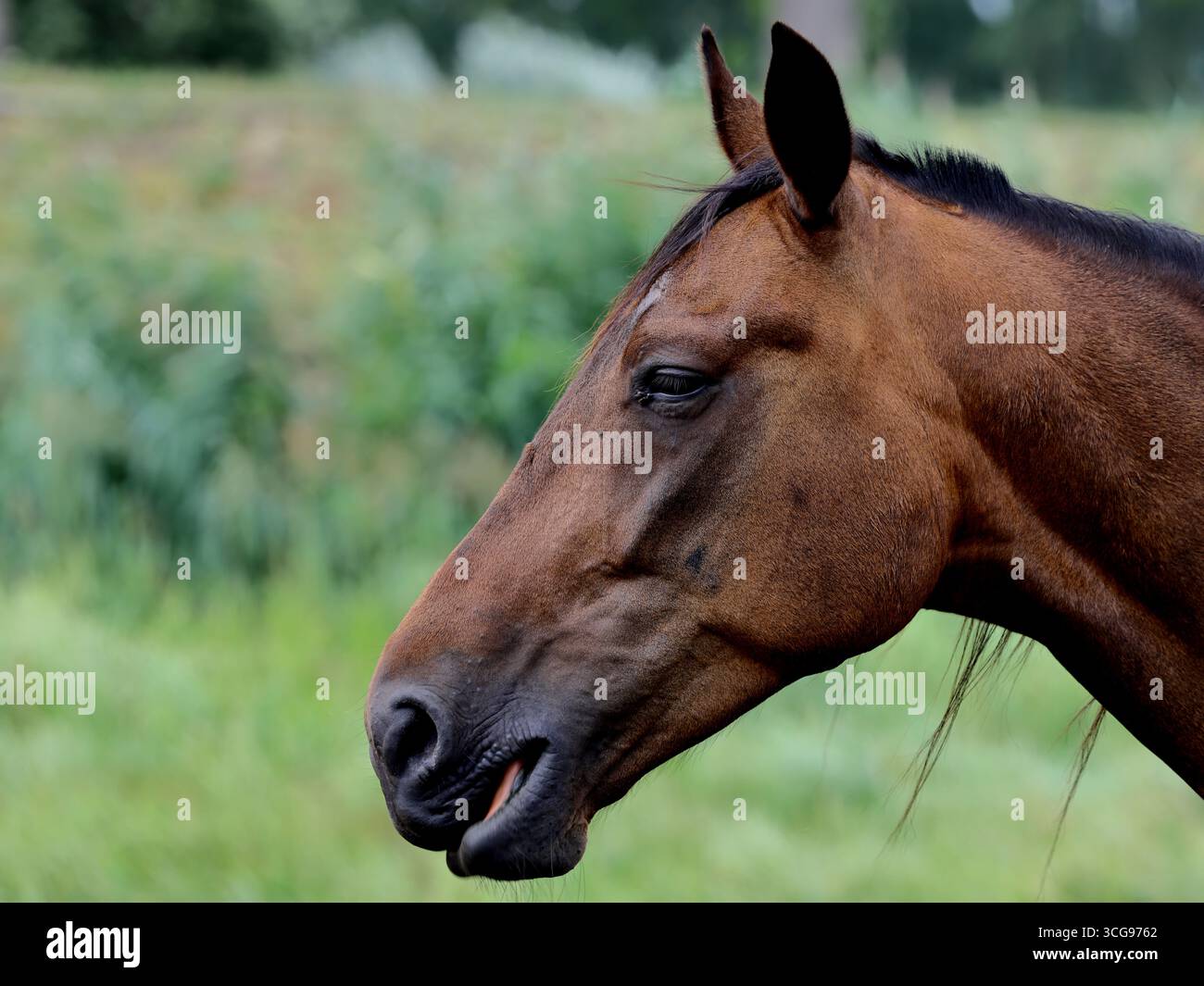 Testa di cavallo della baia con profilo a sinistra, narici e muso dettagliate, occhio mezzo chiuso, fotografato su uno sfondo bokeh verde con luce naturale soffusa. Foto Stock