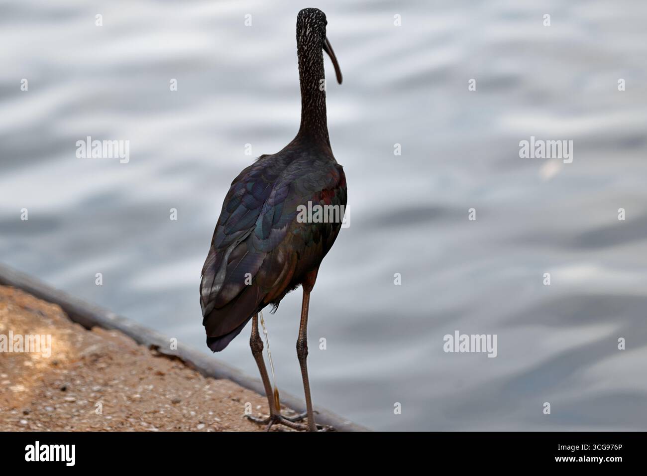 Ibis lucido arroccato da un laghetto del parco, vista posteriore con schiena e gambe lunghe iridescenti, becco decurvo e fondo d'acqua ondulato in luce naturale. Foto Stock