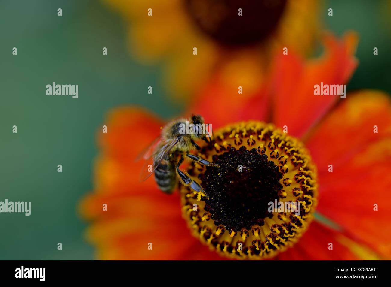 Foraggiamento di api mellifere su una fioritura di starnuti di selenio, ali e occhi composti nitidi nei dettagli macro, morbido bokeh su sfondo e bassa profondità di campo. Foto Stock