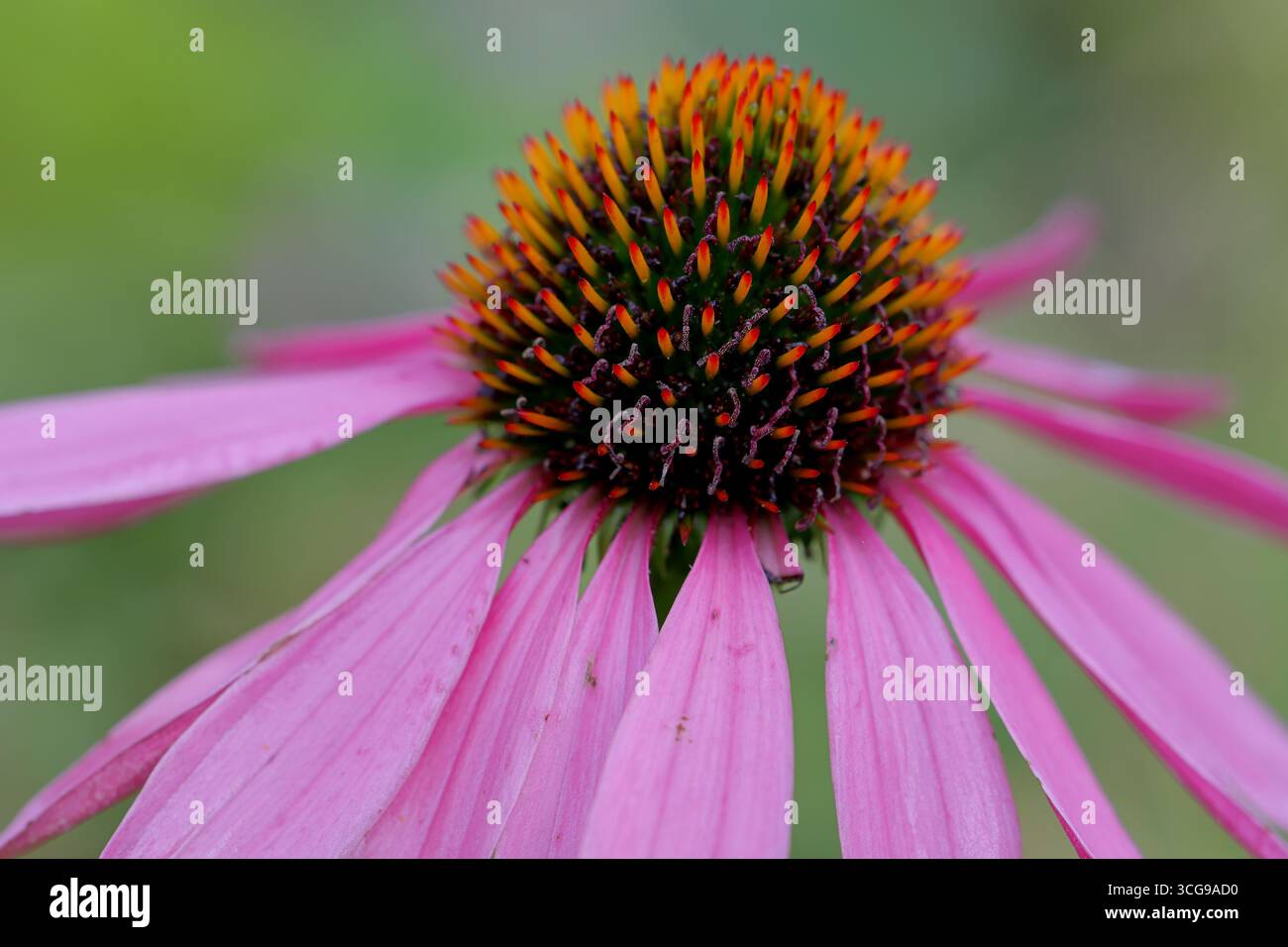 Fioritura a margherite rosa con disco centrale e petali cadenti, fotografati con dettagli macro nitidi utilizzando una profondità di campo ridotta e uno sfondo morbido. Foto Stock