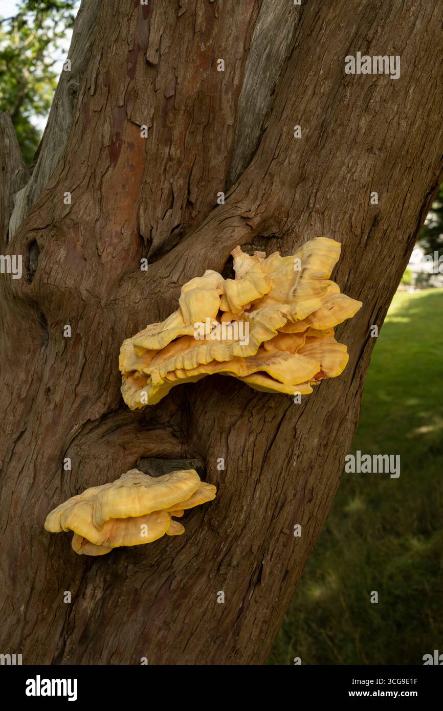 Pollo del bosco: Laetiporus sulfureus. Cornovaglia. REGNO UNITO Foto Stock
