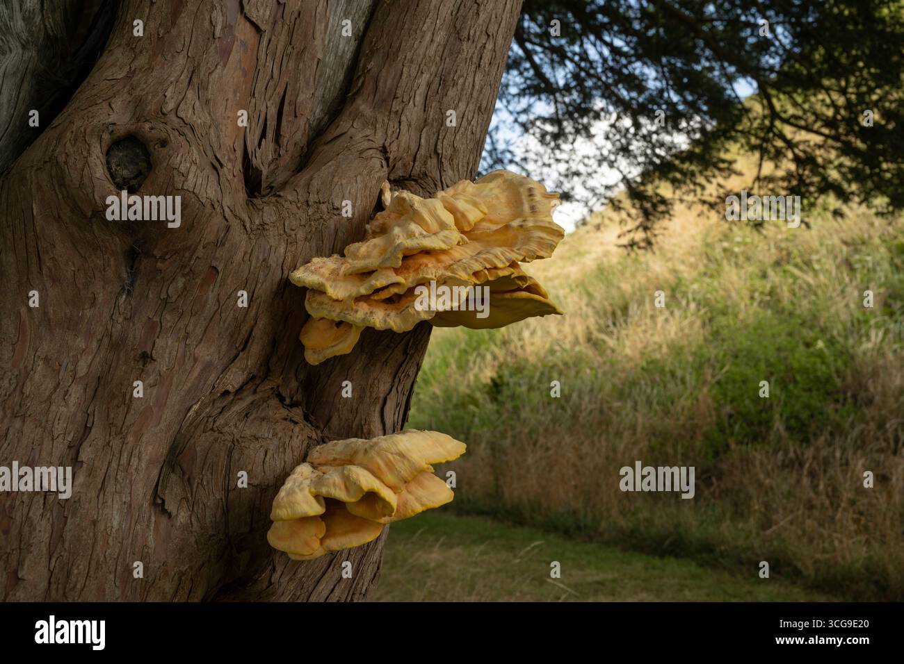 Pollo del bosco: Laetiporus sulfureus. Cornovaglia. REGNO UNITO Foto Stock