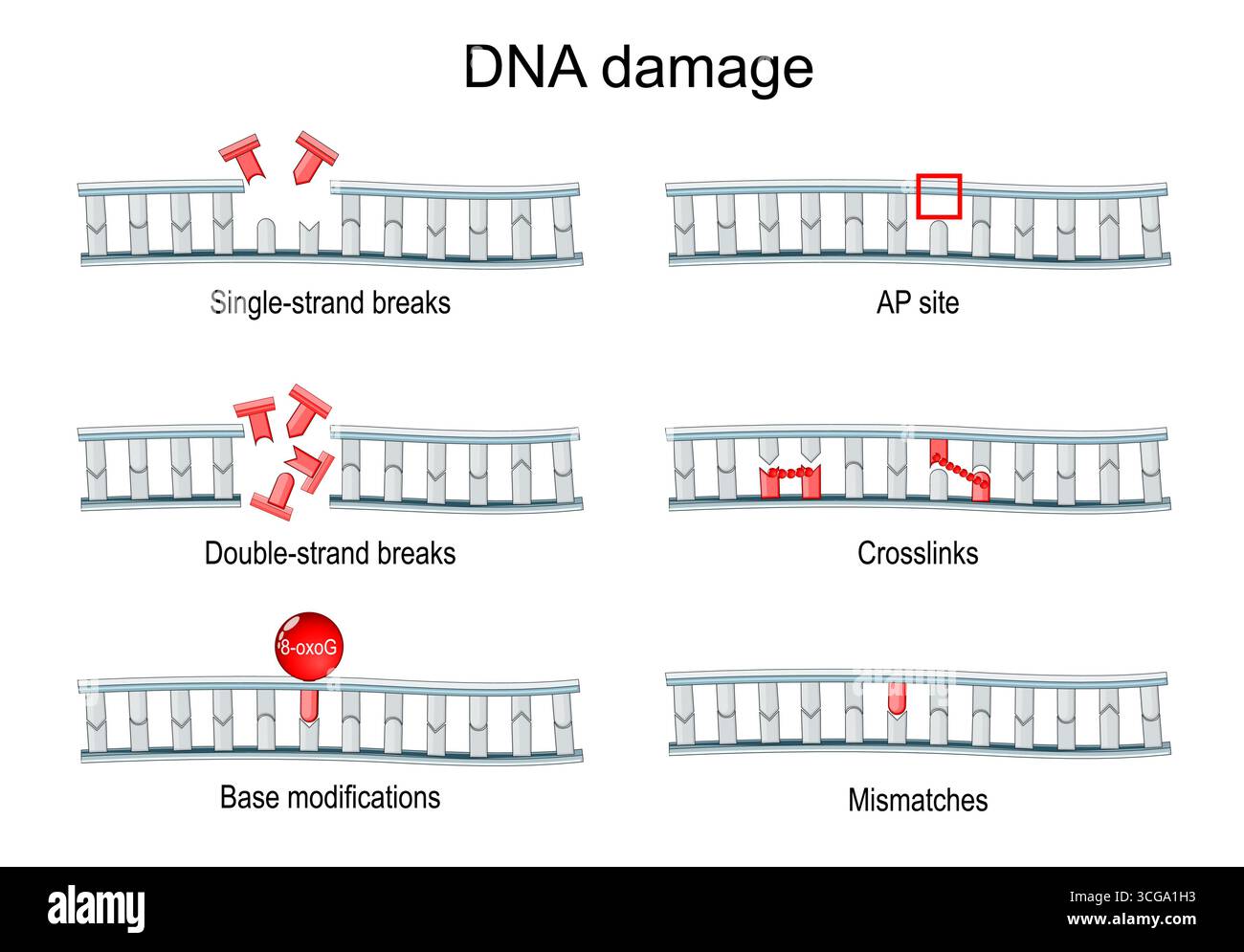 Danno al DNA. Mutazione genetica. Poster vettoriale dettagliato Illustrazione Vettoriale