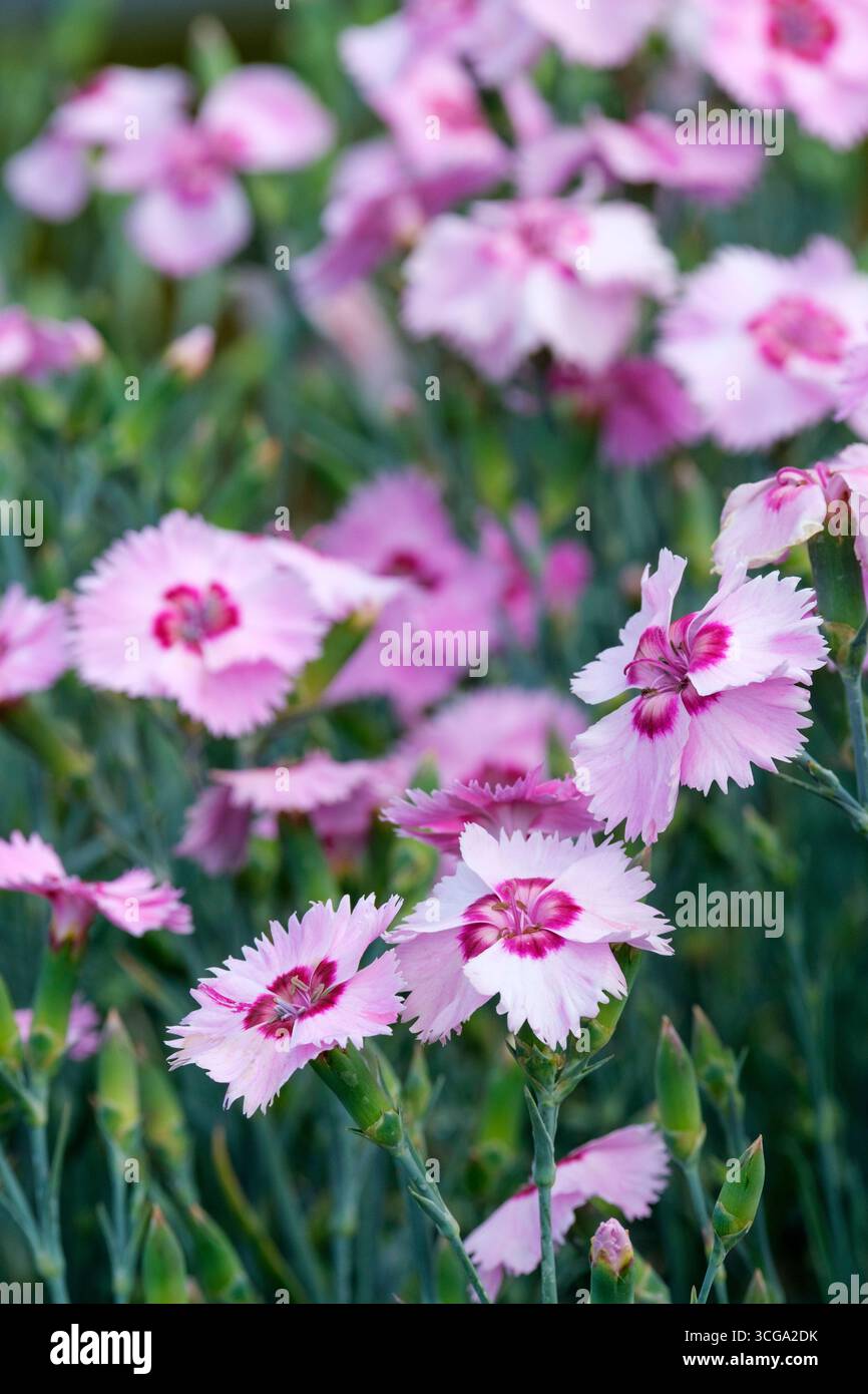 Dianthus Shirley Temple, Dianthus WP15 PIE44, fiori rosa con un anello centrale rosa fucsia profondo Foto Stock