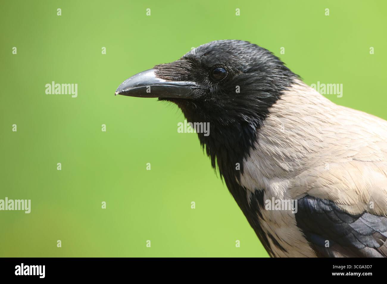 Corvus corone cornix Foto Stock