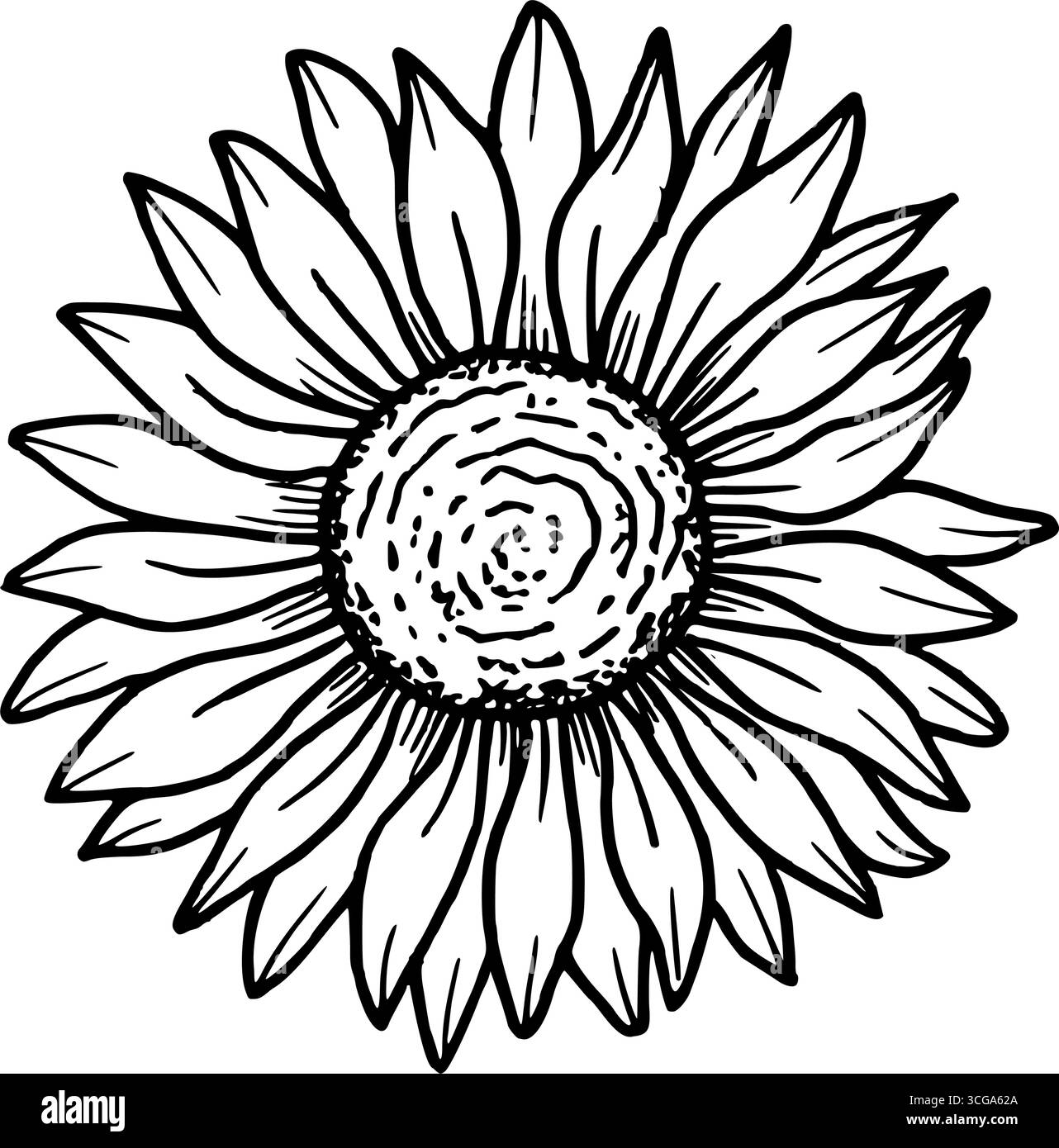 Fiore di girasole. Illustrazione vettoriale botanico. Semplice grafica nera, disegnata a mano in stile doodle. Disegno del profilo per il design del packaging a tema a base di erbe Illustrazione Vettoriale