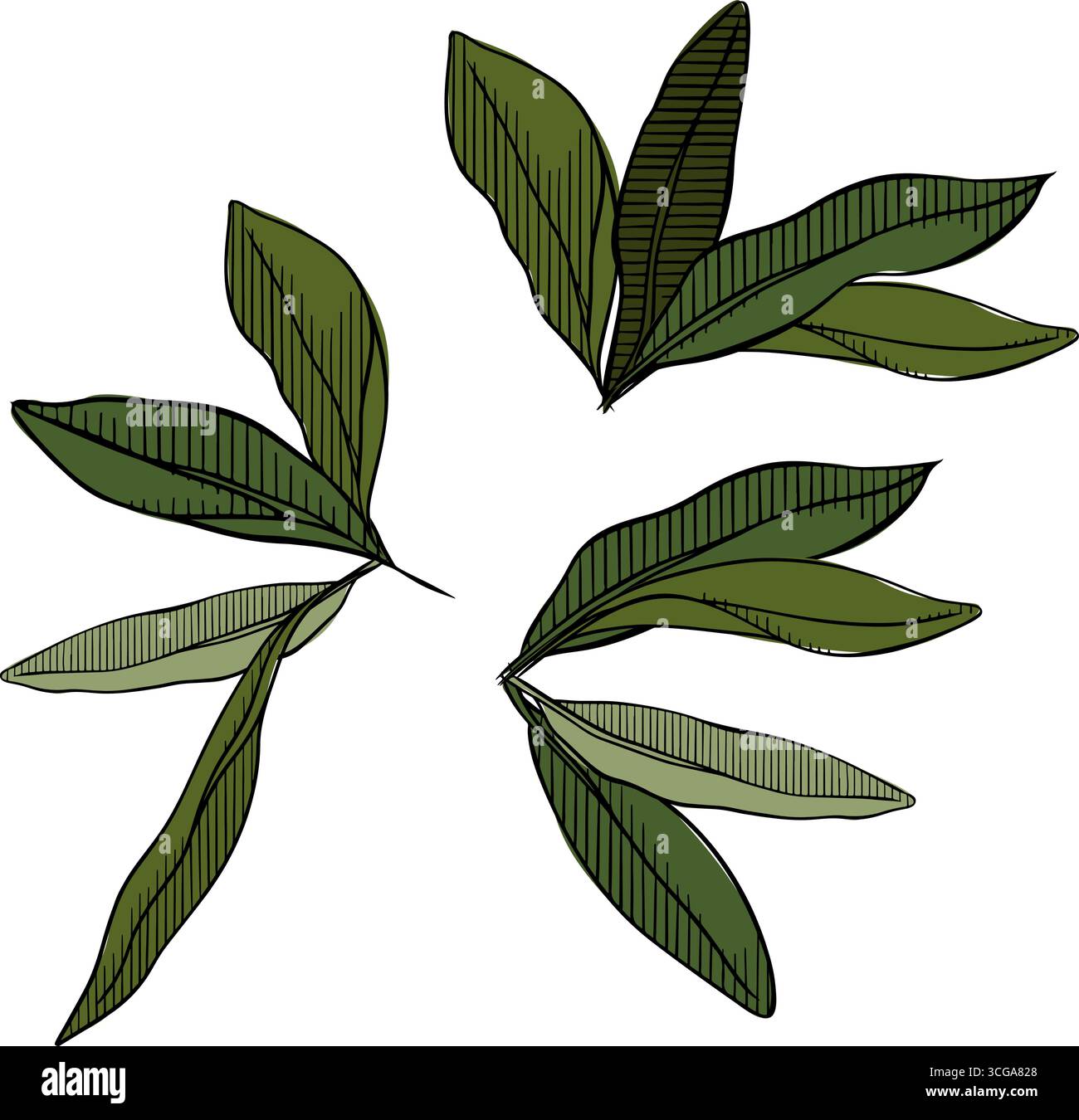 Set di composizione verde cinque foglie Olive colorato. Illustrazione dell'inchiostro con linee grafiche vettoriali. Per la stampa di t-shirt, web design, saloni di bellezza, poster, logo Illustrazione Vettoriale