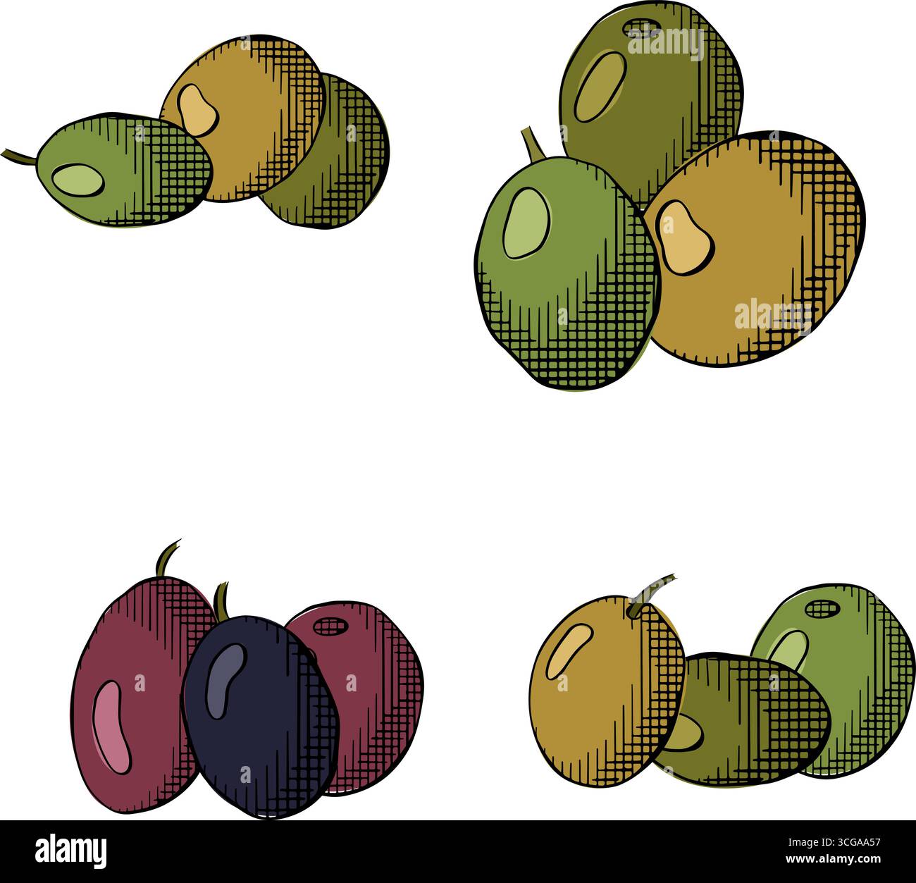 Composizione di bacche di ulivo colorate. Illustrazione dell'inchiostro con linee grafiche vettoriali. Bacche greche fresche. Olio italiano verdure, oliva. Utilizzare per la p. Cosmetica Illustrazione Vettoriale