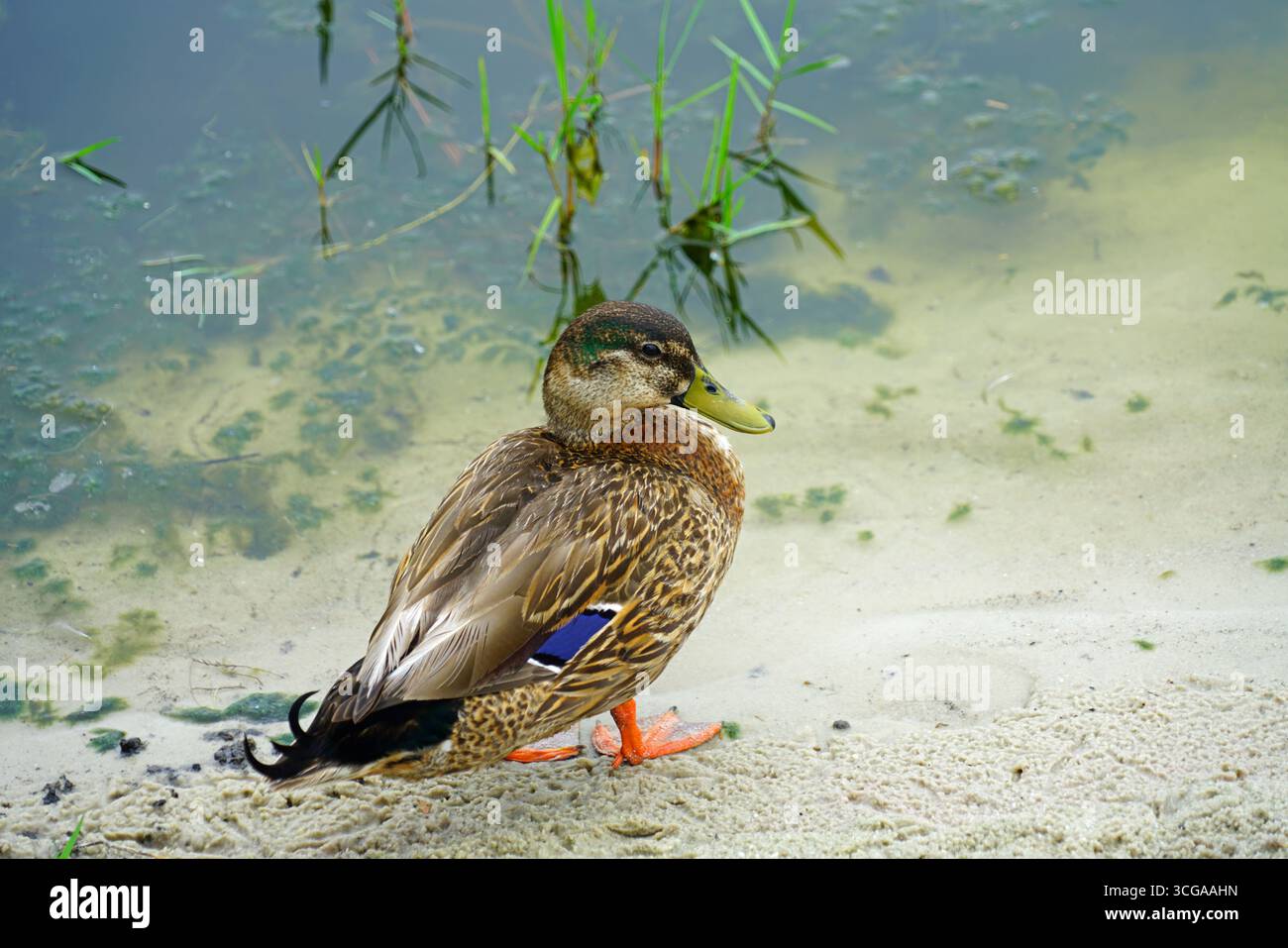 Vista di un'anatra sulla sabbia in Florida Foto Stock