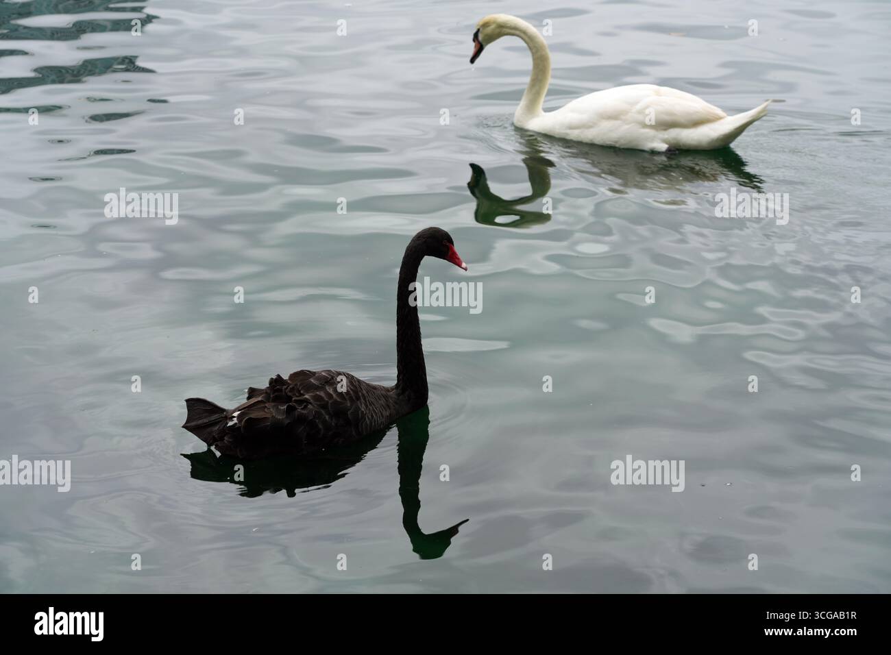 Vista dei cigni bianchi e neri su un lago in Florida Foto Stock