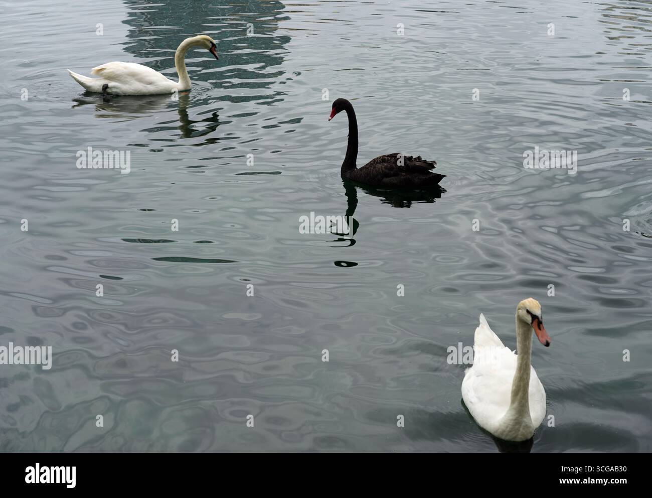 Vista dei cigni bianchi e neri su un lago in Florida Foto Stock