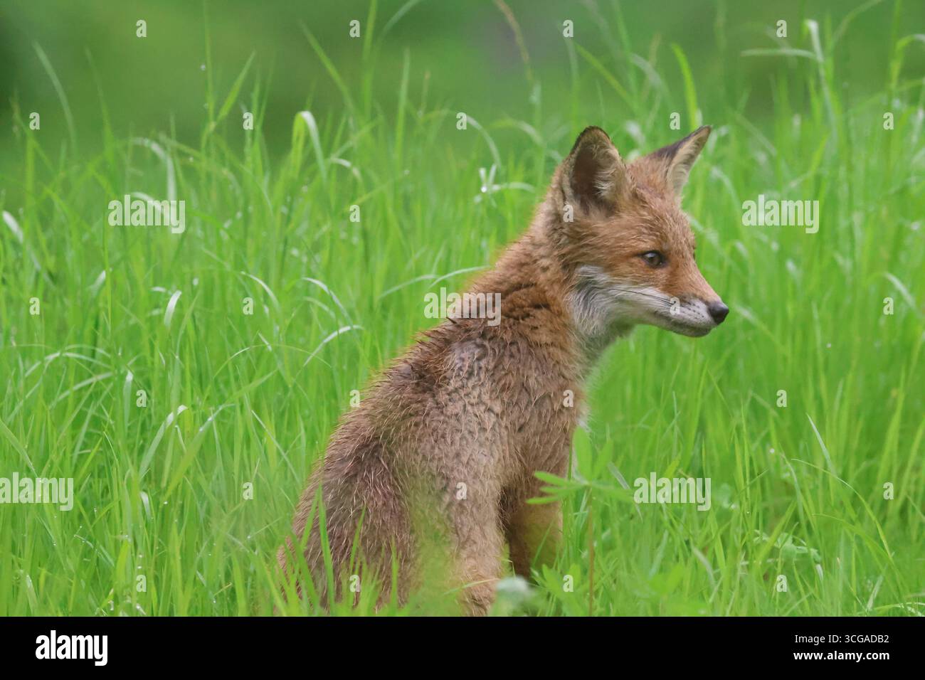 cucciolo di volpe Foto Stock