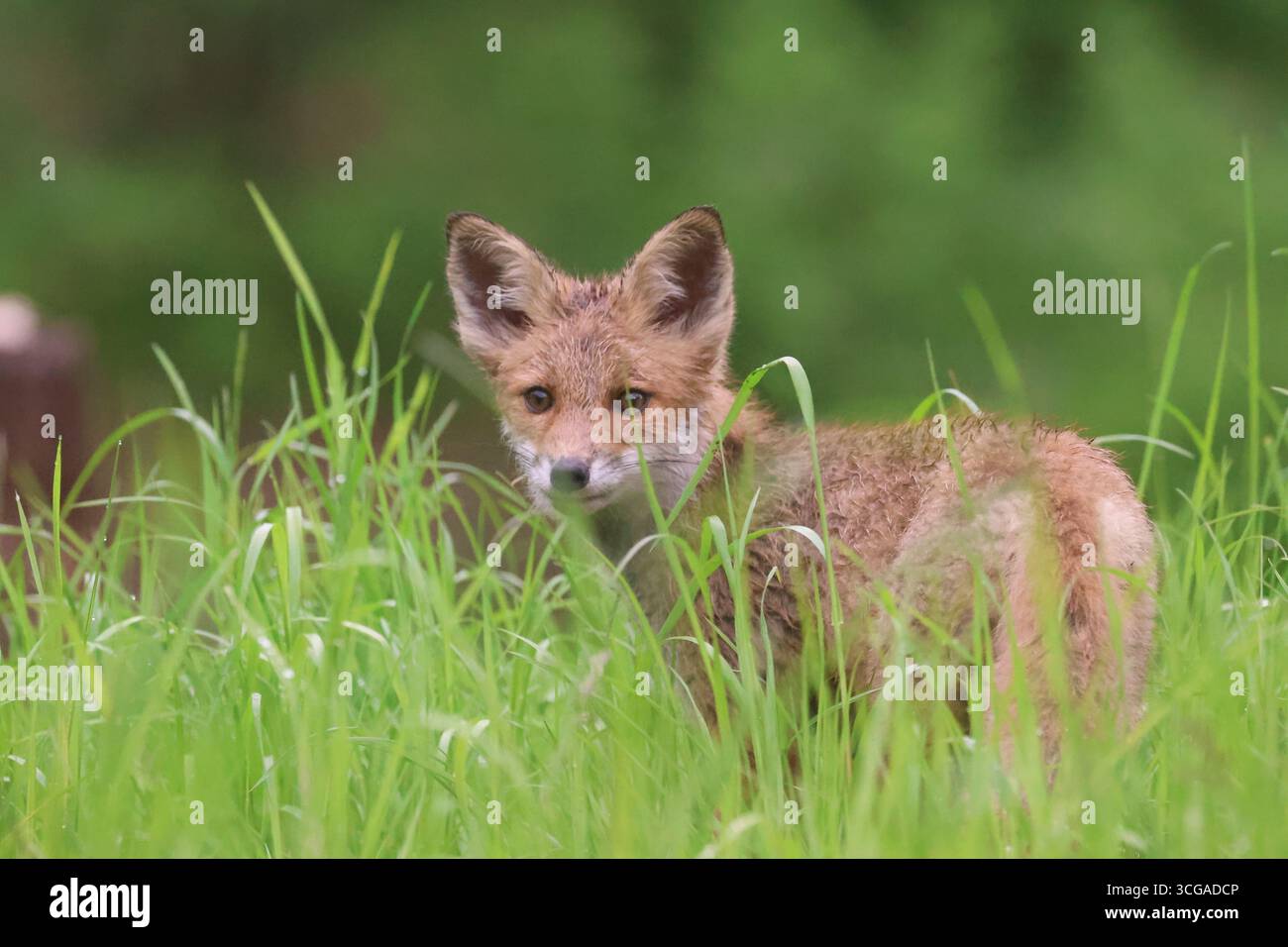 cucciolo di volpe Foto Stock