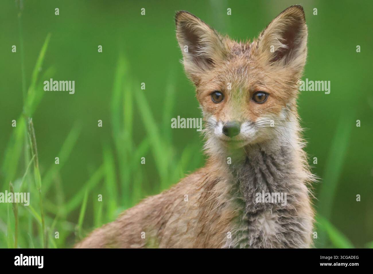cucciolo di volpe Foto Stock