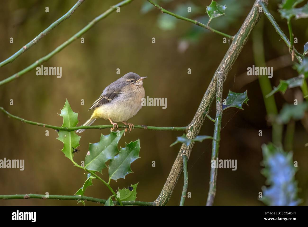 Grey Wagtail baby su un ramo, regno unito Foto Stock