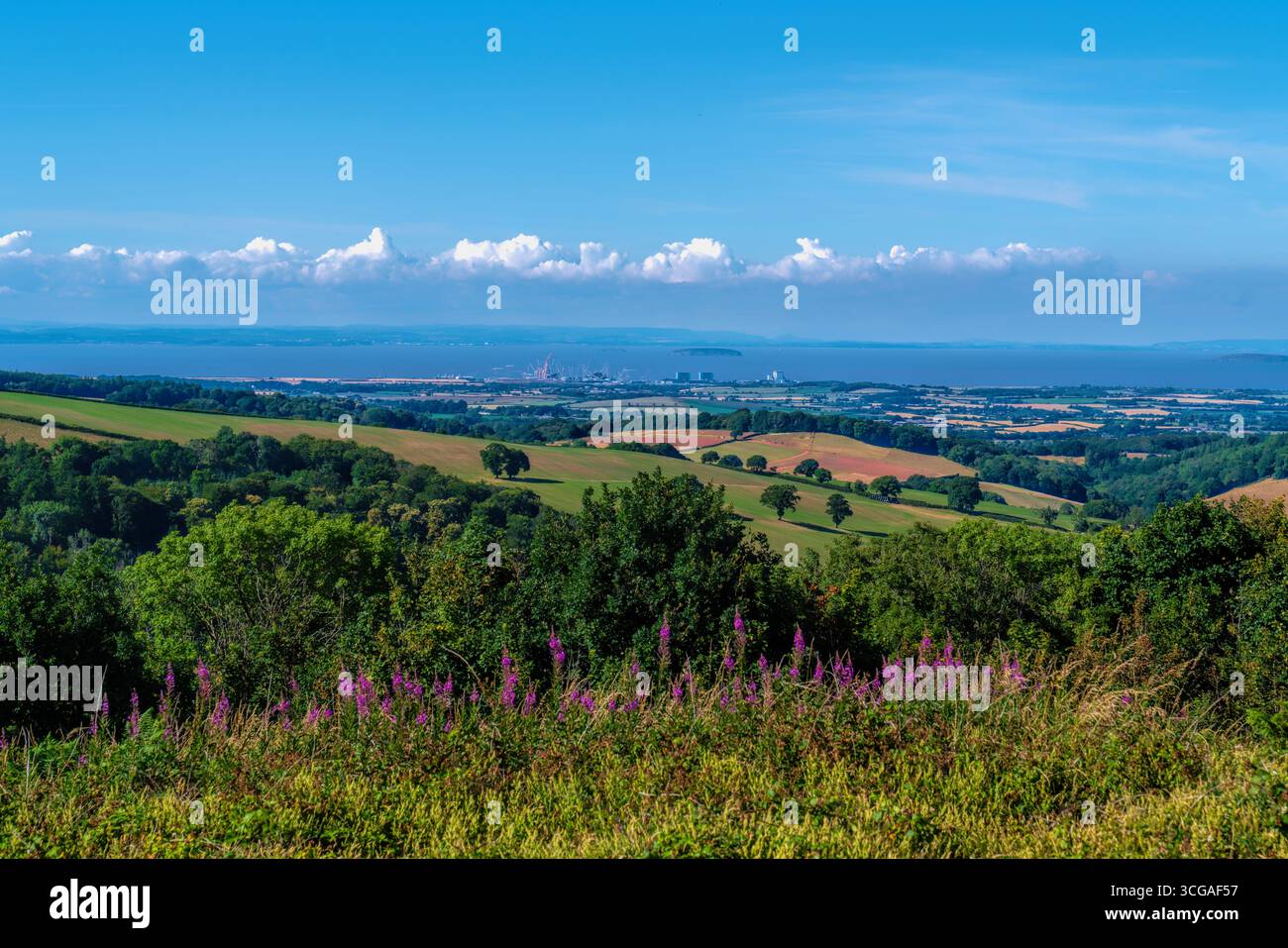 Vista del Somerset sulla campagna inglese del Regno Unito verso Hinkley Point, Quantock Hills luminose e colorate con fiori rosa in primo piano Foto Stock