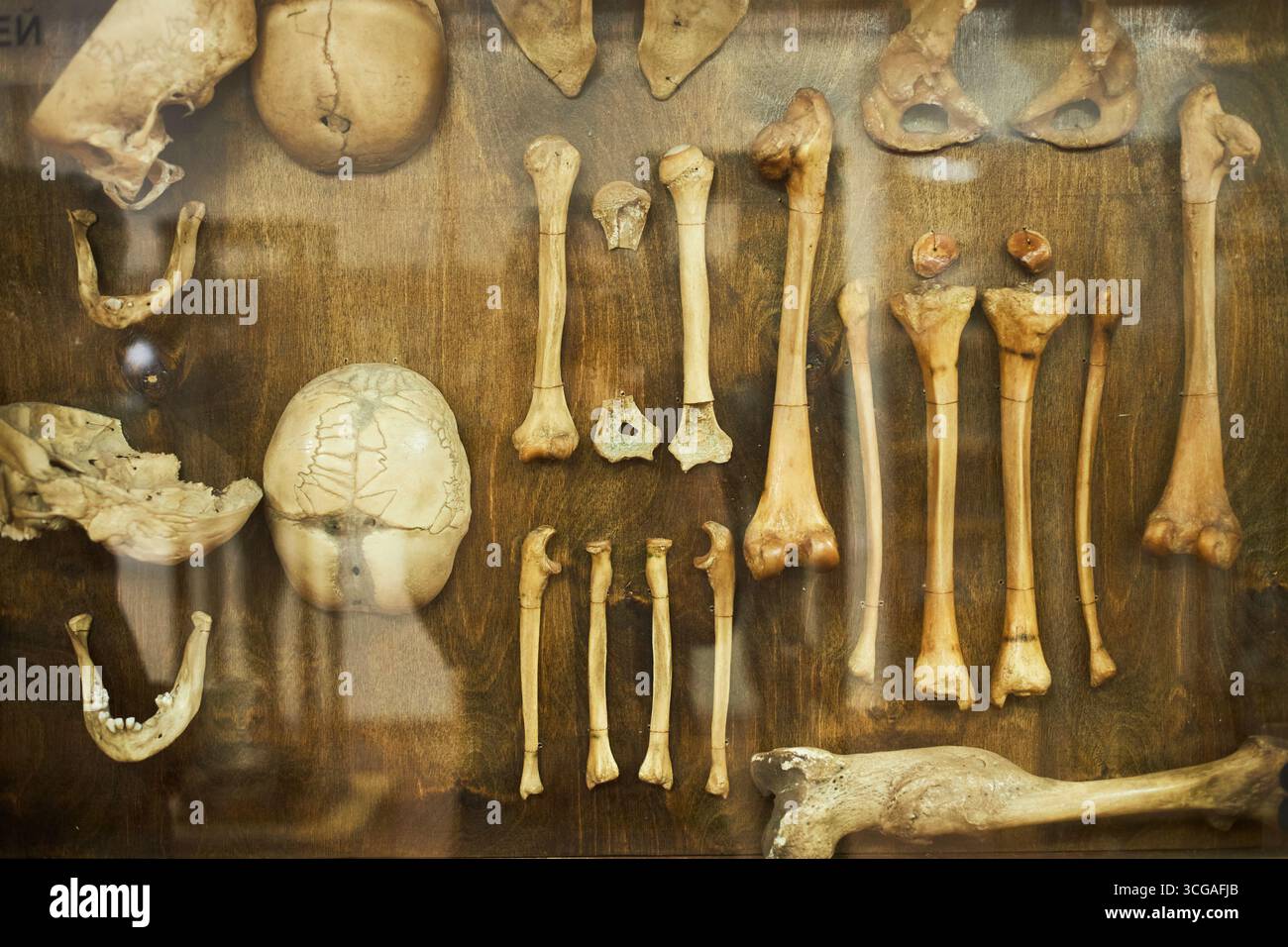 Resti scheletrici umani esposti su una superficie in legno nell'allestimento scientifico Foto Stock
