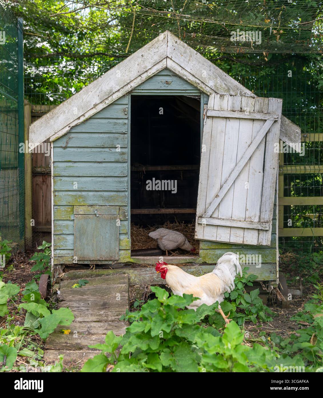 Galline nel pollaio del Museo del cibo di Stowmarket, Suffolk - precedentemente Museo della vita Angliana orientale. Si concentra sull'agricoltura e sulla produzione alimentare. Foto Stock