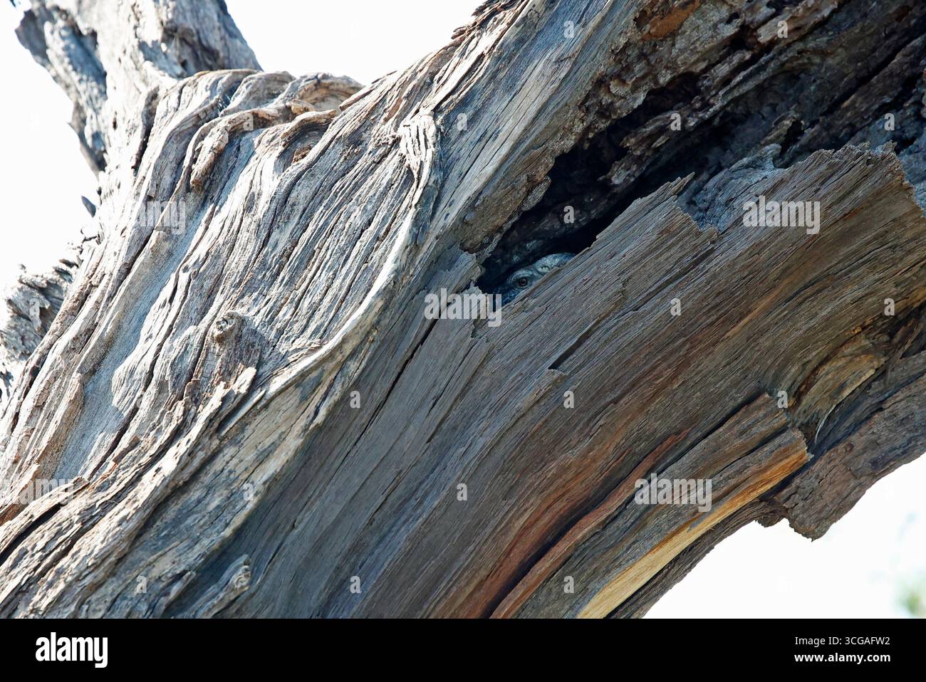 Controlla la lucertola in un buco in un albero morto Foto Stock