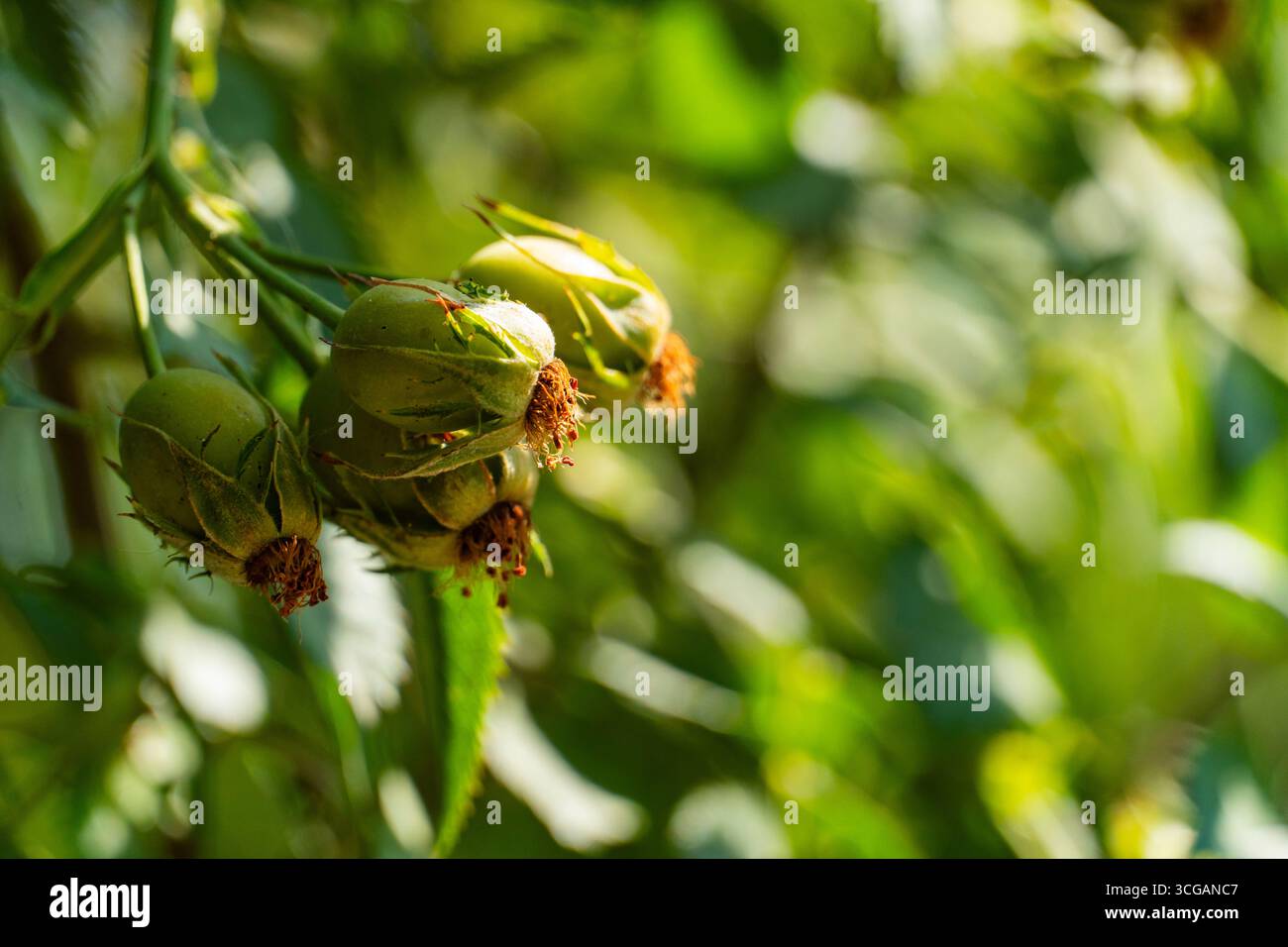 Fianchi di rosa verde freschi con sepali attaccati su una pianta sana, catturati alla luce naturale per temi botanici e giardinaggio Foto Stock