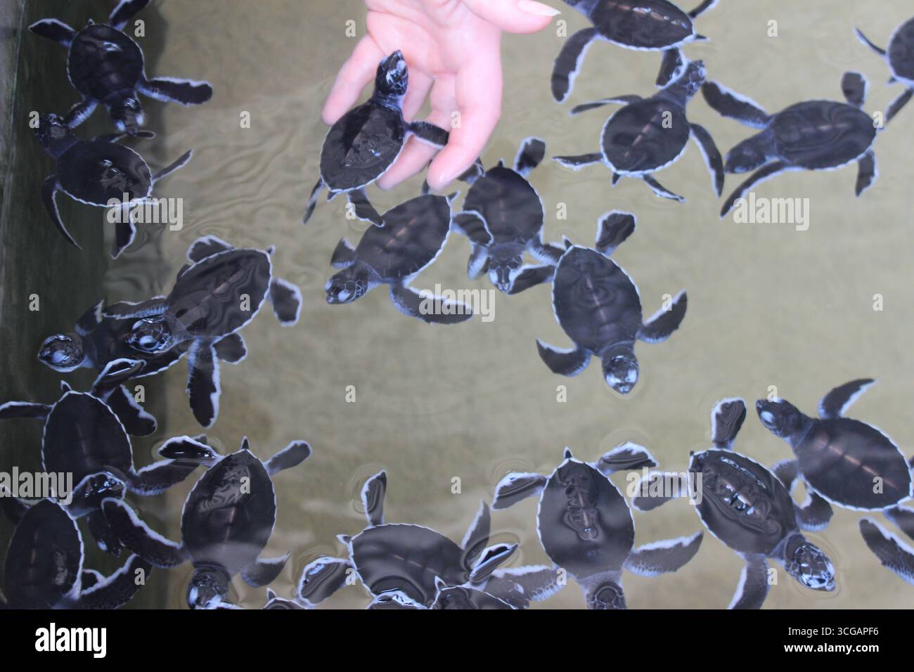 Un vivaio di tartarughe nello Sri Lanka, che protegge e nutre le uova di tartarughe marine e i loro incubi, mettendo in evidenza la conservazione, la cura della fauna selvatica e il biosubacqueo marino Foto Stock