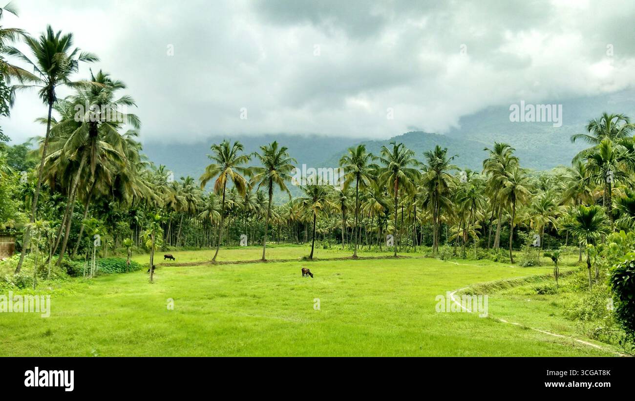 Lussureggiante vegetazione indiana con foreste, campi, giardini e colline, che mette in mostra i ricchi paesaggi naturali del paese e la vibrante diversità ecologica. Foto Stock
