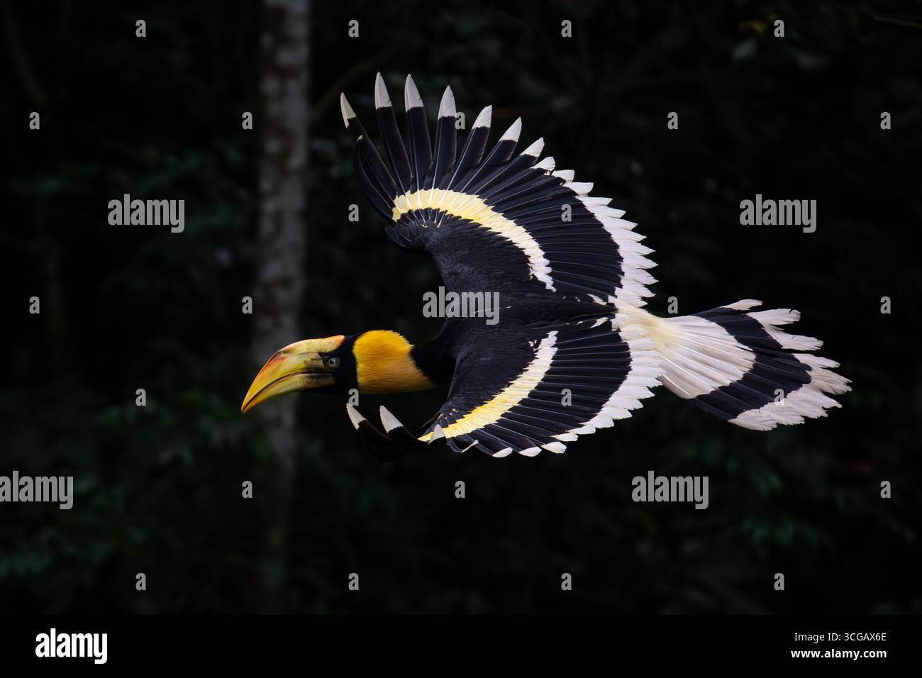 Grande Hornbill indiano Foto Stock