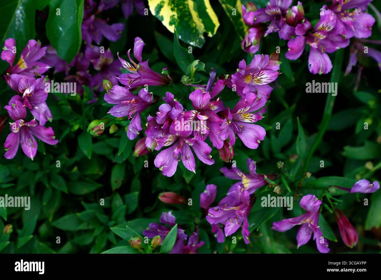 Primo piano dei fiori viola viola dell'estate fioritura piante perenni alstroemeria Perfect Blue' Foto Stock