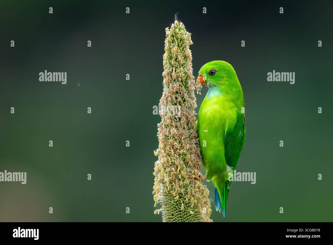 Pappagallo sospeso vernale che si nutre di miglio perlato Foto Stock