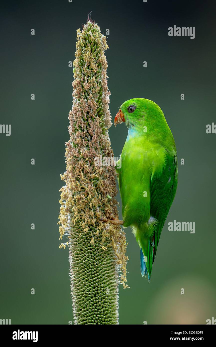 Pappagallo sospeso vernale che si nutre di miglio perlato Foto Stock