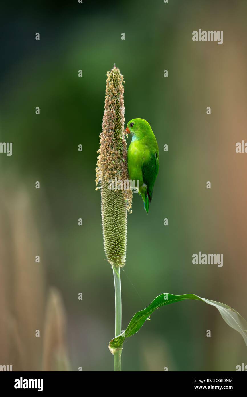 Pappagallo sospeso vernale che si nutre di miglio perlato Foto Stock