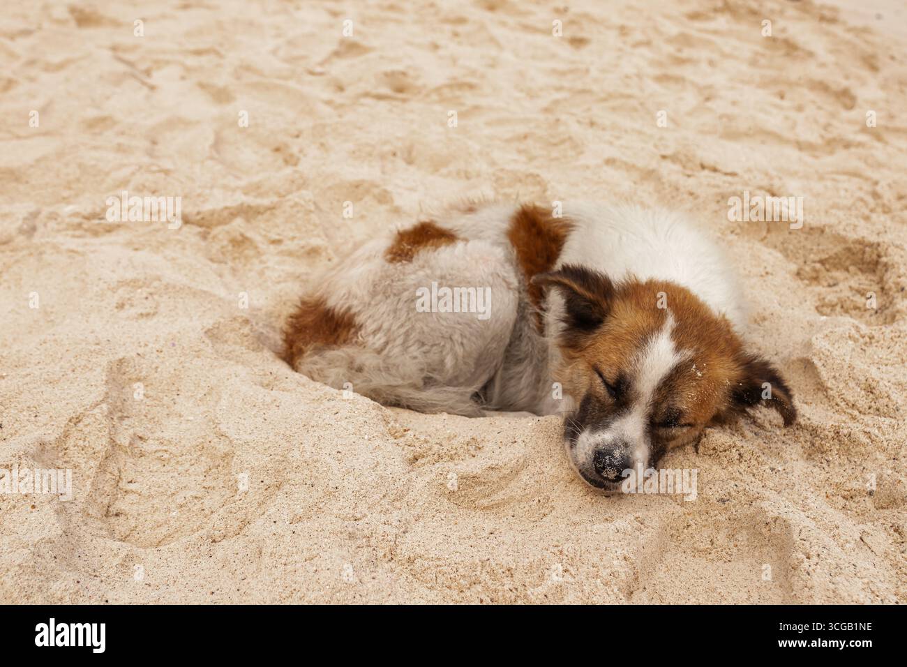 Cane senza tetto solitario che dorme sulla spiaggia di sabbia. Foto Stock