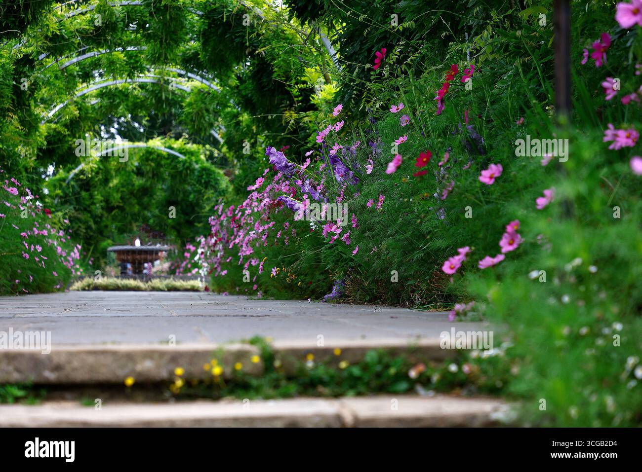 Vista bassa dei fiori della pianta estiva del cosmo fiorito lungo un sentiero giardino coperto che conduce ad una fontana, in lontananza. Foto Stock