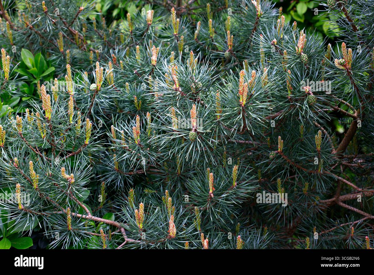 Primo piano della nuova crescita a forma di candela e degli aghi del pino scozzese a bassa crescita pinus sylvestris beuvronensis. Foto Stock
