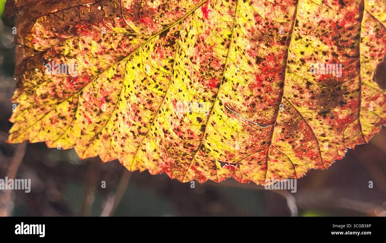 Primo piano di una foglia autunnale unica di colore marrone e giallo alla luce del sole con motivi colorati Foto Stock