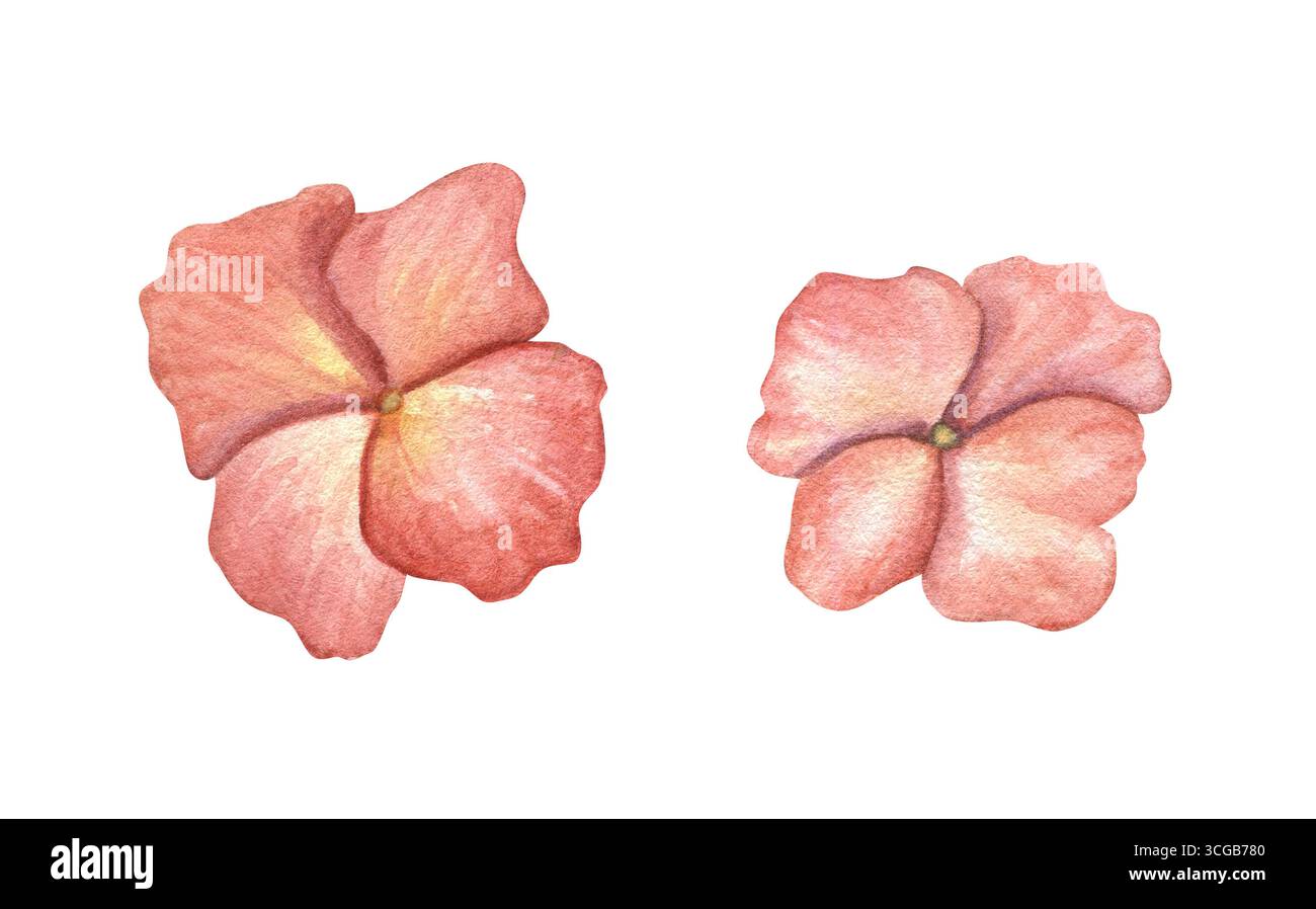 Corallo rosa ortensie petali acquerello clip art per illustrazione su sfondo isolato. Set di fiori delicati. Elementi botanici dipinti a mano per matrimoni Foto Stock