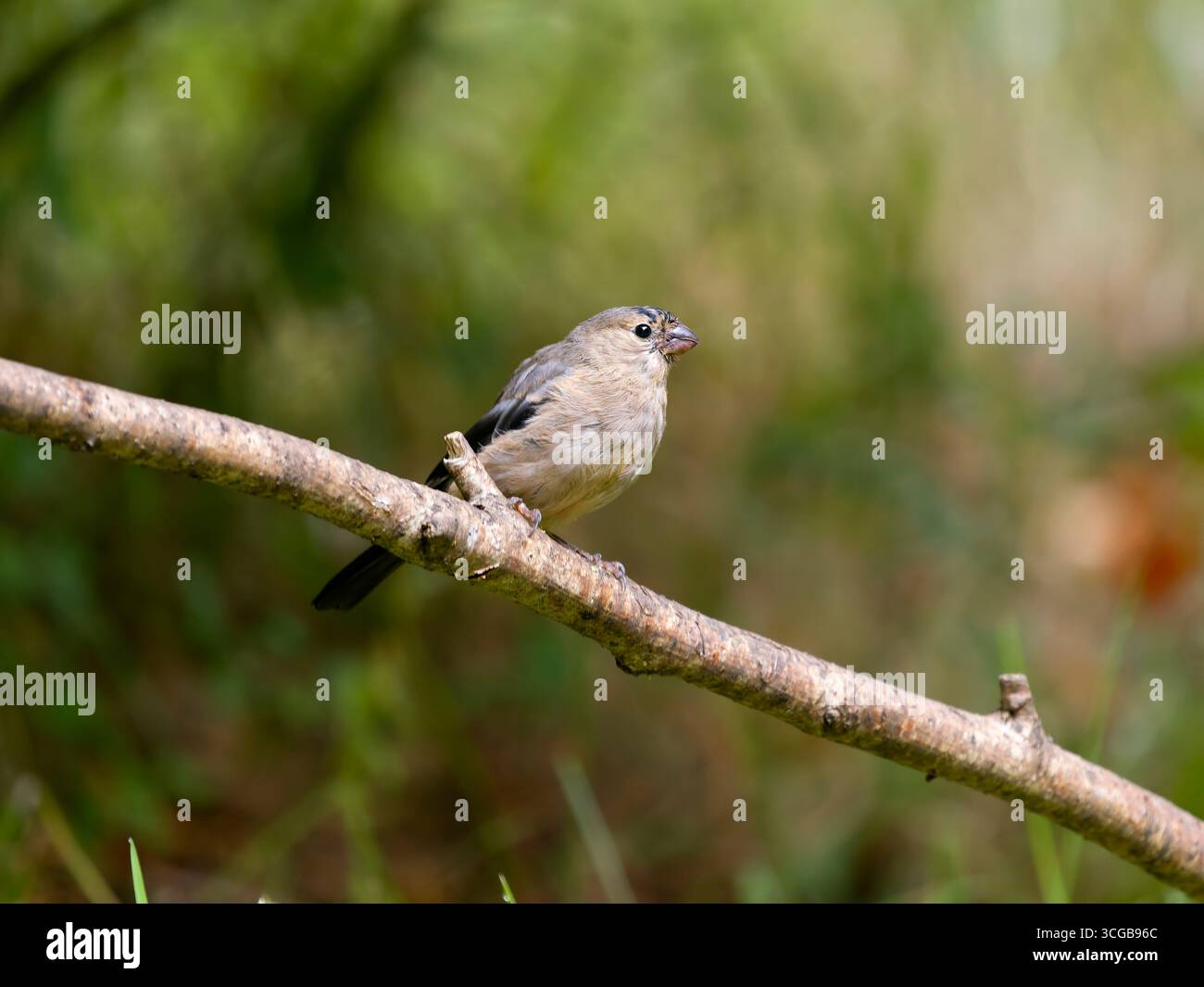 Bullfinch, Pyrrrhula pyrrrhula, Single juvenile Bird on Branch, Buckinghamshire, agosto 2025 Foto Stock