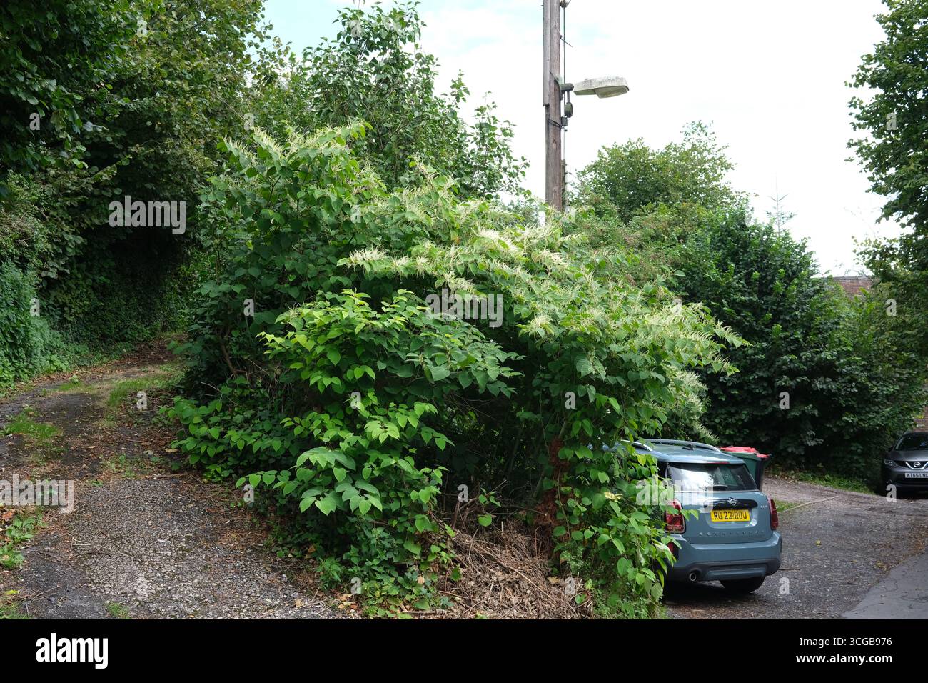 Il knotweed giapponese cresce selvaggio a St Lukes Road, Ironbridge, Telford, Shropshire Foto Stock
