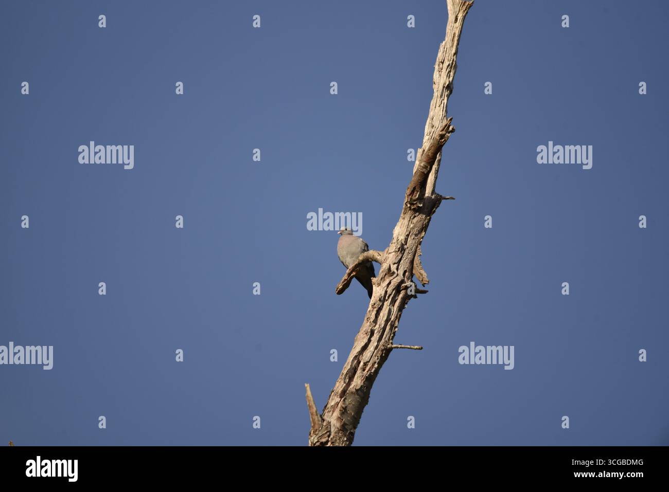 Colomba con collare eurasiatica (Streptopelia decaocto) arroccata in alto sul tronco morto dell'albero, rivolta verso la fotocamera con occhio illuminato dal sole, scattata su sfondo Blue Sky, Regno Unito Foto Stock