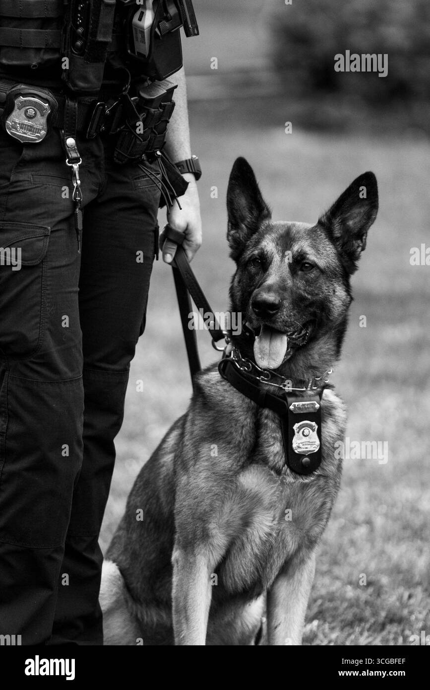 Un pastore tedesco del servizio segreto K-9 si trova accanto al suo gestore durante il servizio, 2025. Il cane da lavoro indossa un'imbracatura per badge come parte della squadra protettiva d'élite. Per gentile concessione della Casa Bianca. Foto Stock