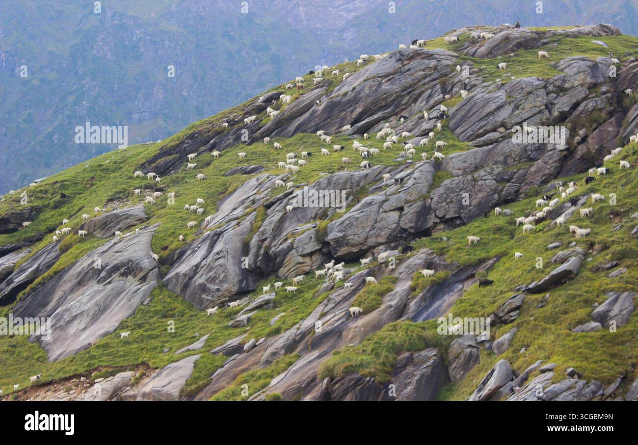 Cavalli, pecore e altri animali vagano liberamente per le strade della Valle Spiti, mescolandosi con il tranquillo paesaggio himalayano ad alta quota. Foto Stock