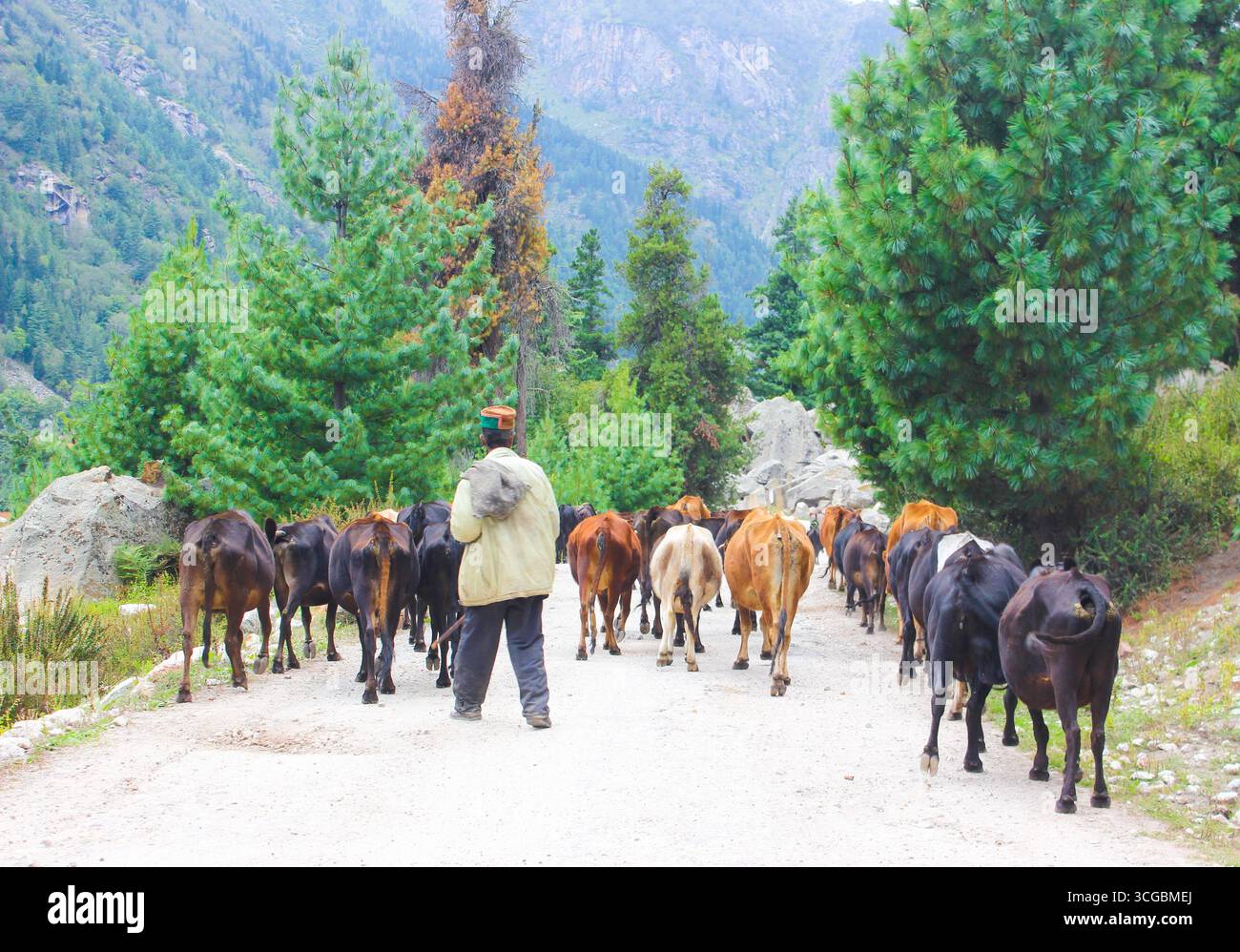 Cavalli, pecore e altri animali vagano liberamente per le strade della Valle Spiti, mescolandosi con il tranquillo paesaggio himalayano ad alta quota. Foto Stock