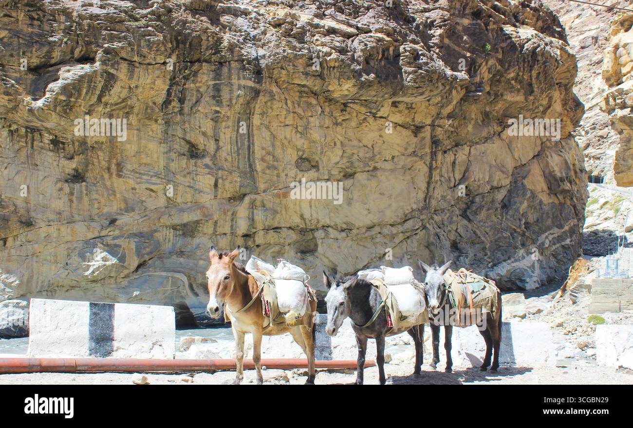Cavalli, pecore e altri animali vagano liberamente per le strade della Valle Spiti, mescolandosi con il tranquillo paesaggio himalayano ad alta quota. Foto Stock
