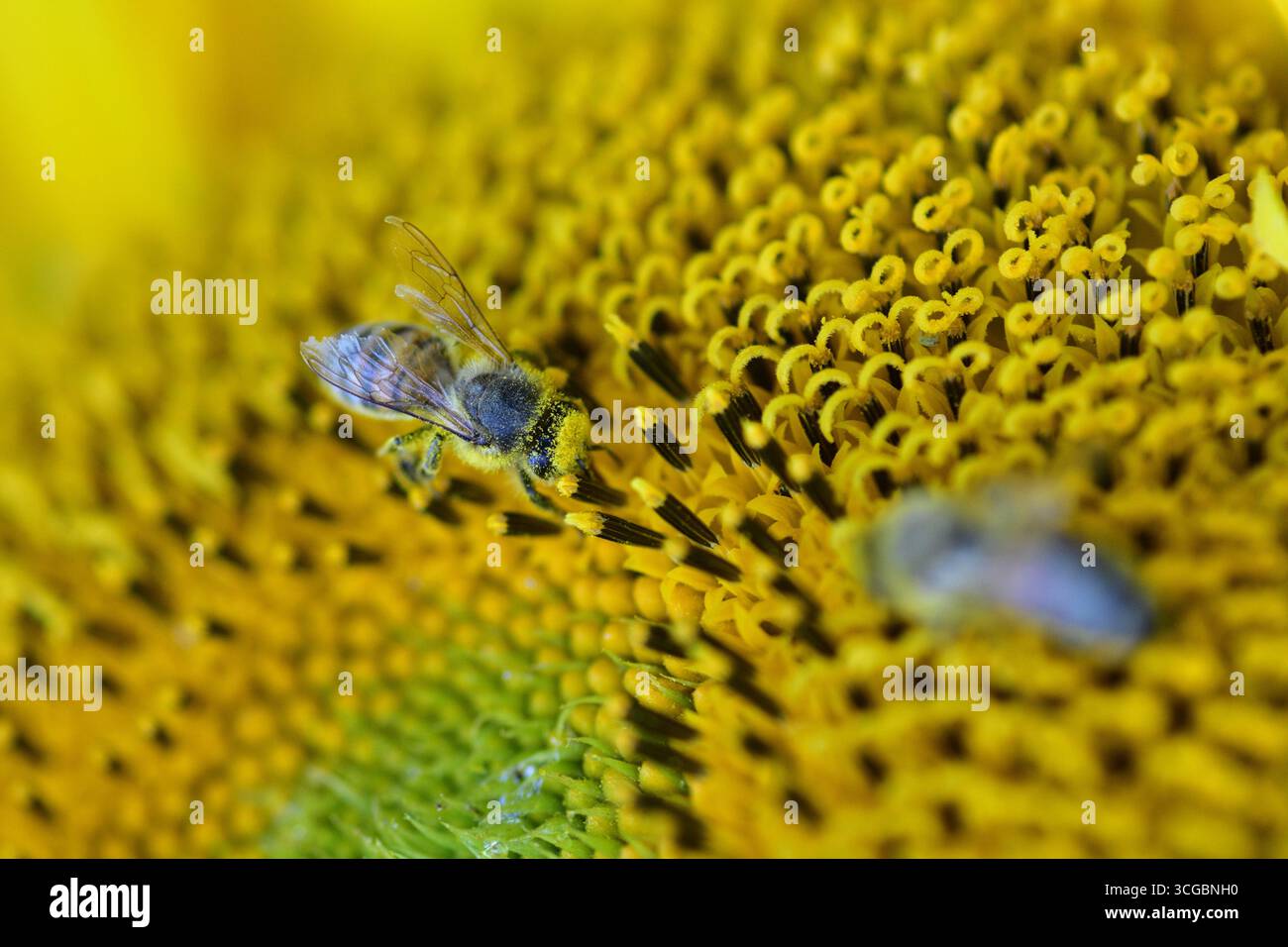 Primo piano macro di un'ape ricoperta di polline mentre raccoglie il nettare su un girasole (Helianthus annuus). Processo dettagliato di impollinazione degli insetti in natu Foto Stock